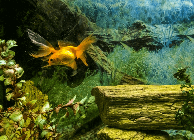 Driftwood στο Tank