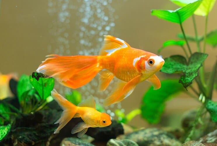 Δεξαμενή Goldfish