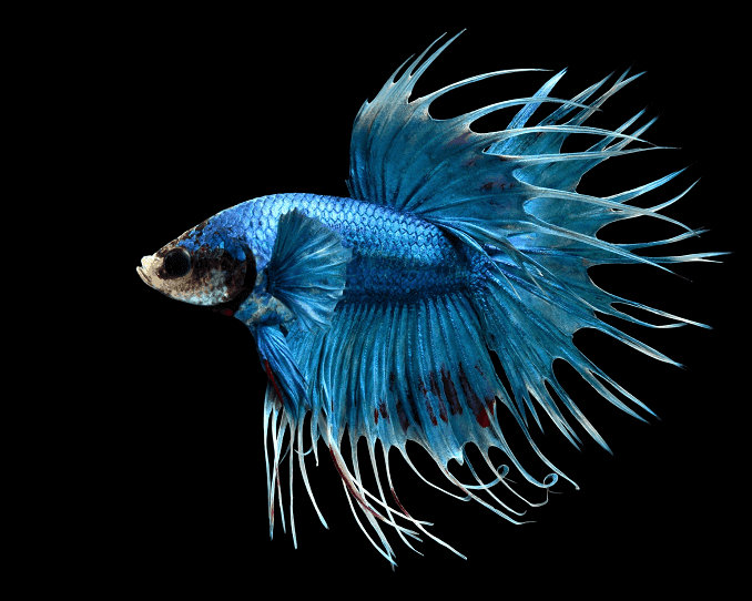 Επισκόπηση του Bettas