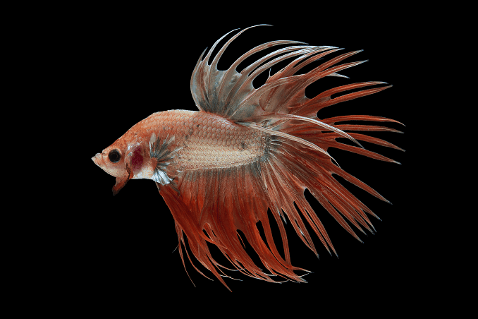 Αναπαραγωγή Bettas