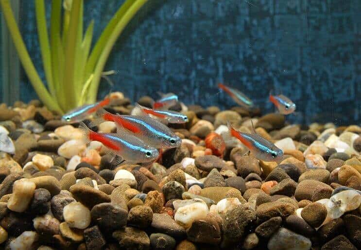 Νέον Tetras
