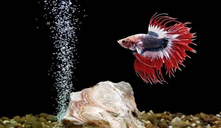 Ψάρια Betta