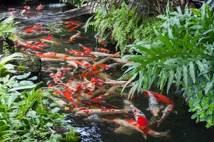 Koi Pond
