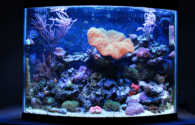 Ενυδρείο Nano Coral Reef