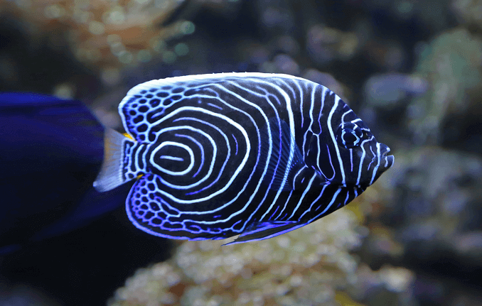 Νεανικός αυτοκράτορας Angelfish