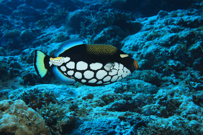 Κλόουν Triggerfish