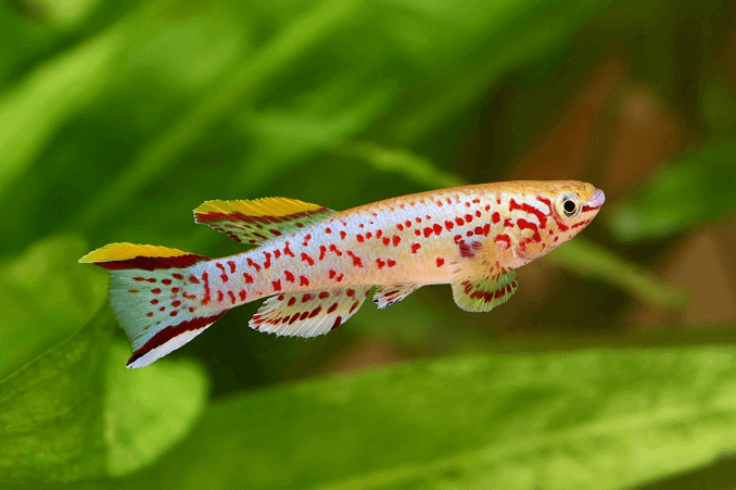 Το Blue Lyretail Killifish