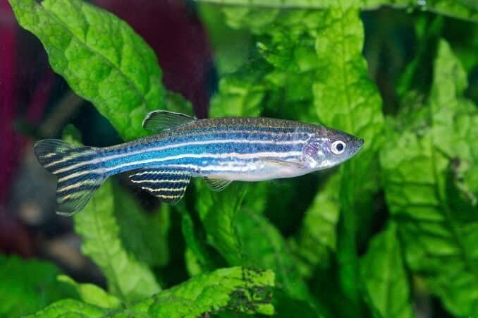 Zebrafish (Danio)