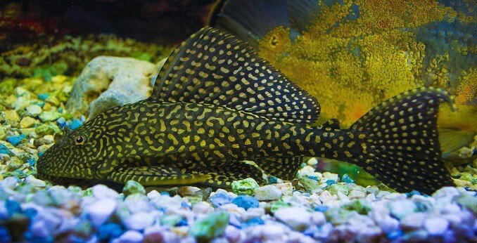 Sailfin Pleco