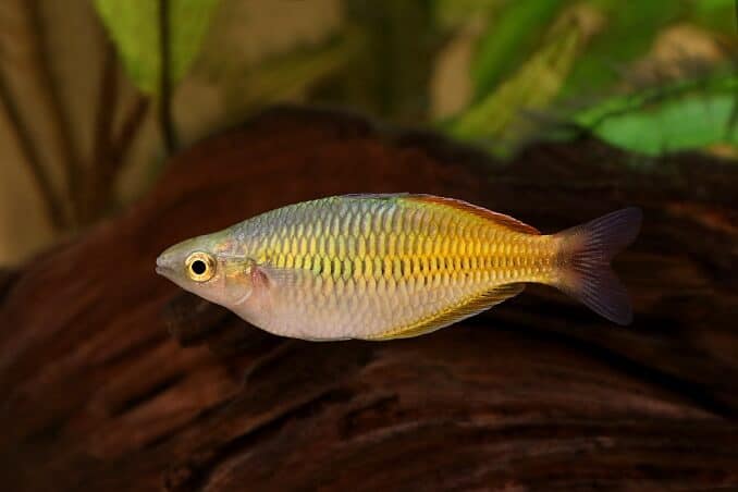 Rainbowfish του Boeseman