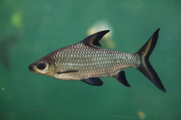 Εμφάνιση Bark Shark