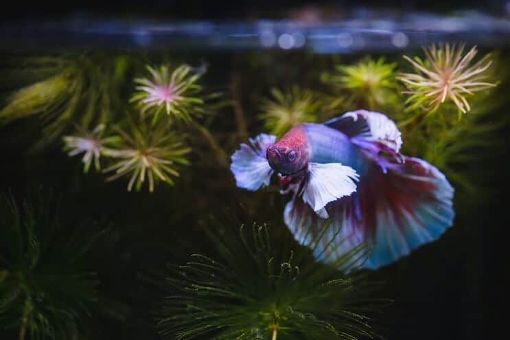 Ψάρια Betta