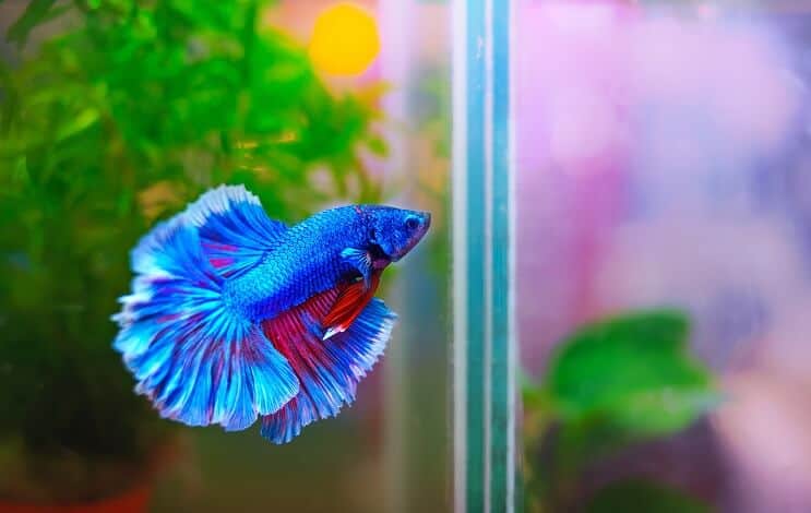 Βιότοπος ψαριών Betta