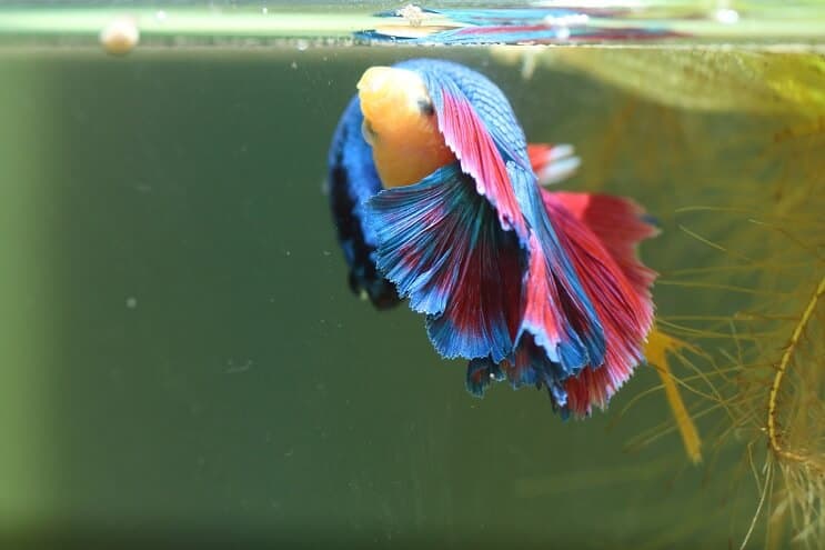 Bettas Αναπαραγωγή Περισσότερα
