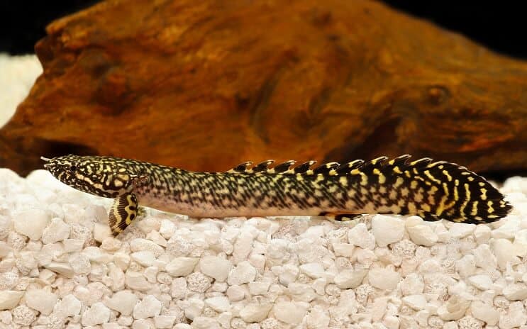 Περίτεχνα Bichir