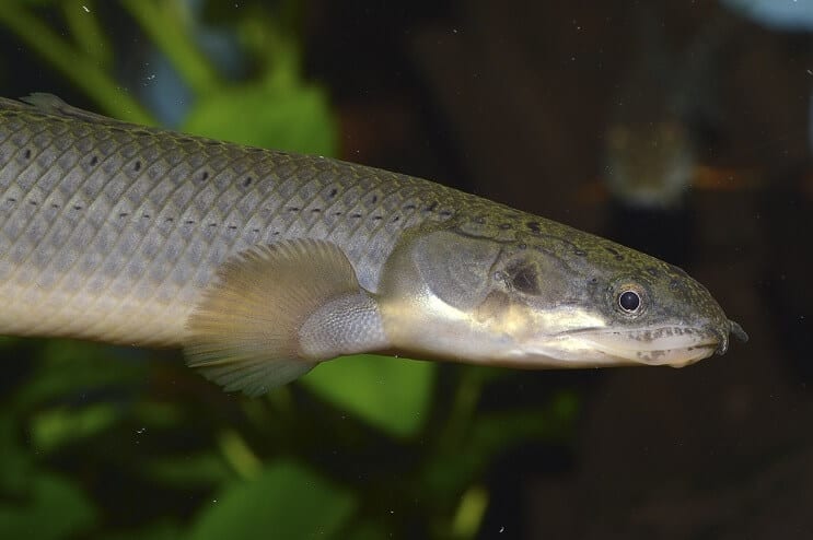 Σενεγάλη Bichir