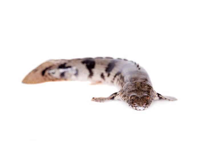 Σέλα Bichir