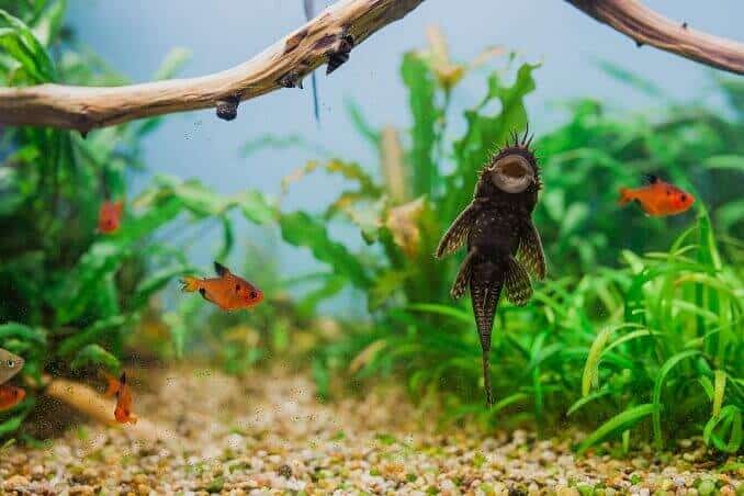 Αρσενικό Bristlenose Pleco