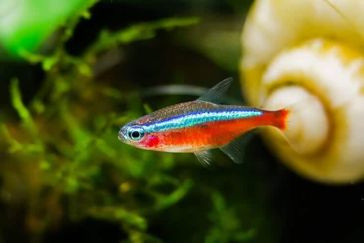Εμφάνιση καρδινάλιου Tetra