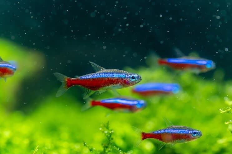 Επισκόπηση Cardinal Tetra