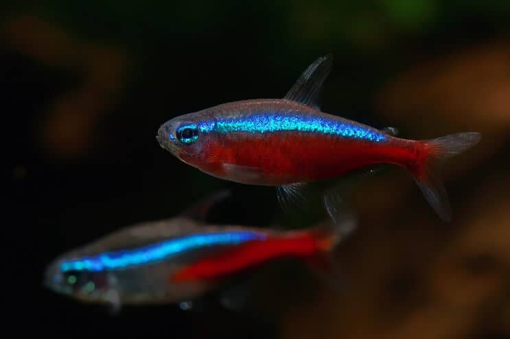 Καρδινάλιος Tetra Tank Mates