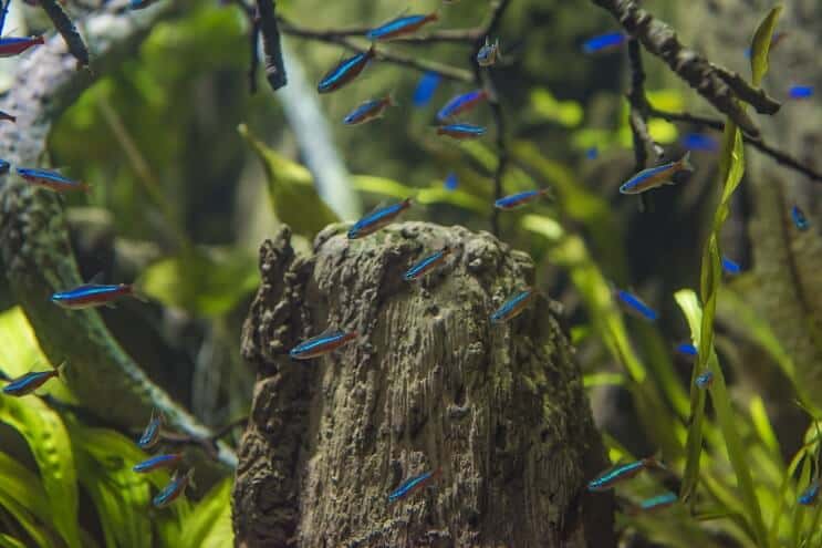 Καρδινάλιος Tetra Habitat