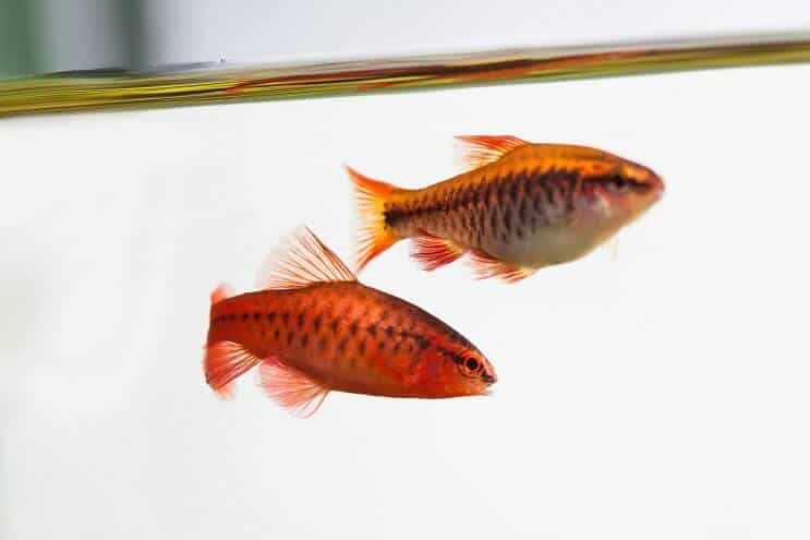 Cherry Barb Εμφάνιση