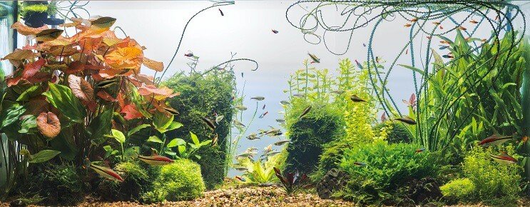 Όροι δεξαμενής Cherry Barb