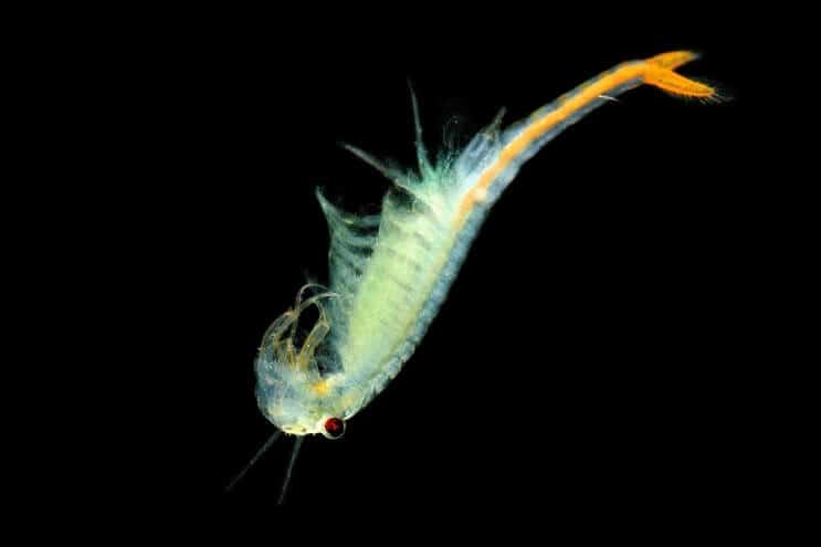 Διατροφή Cherry Barb