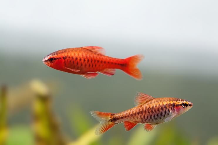 Αρσενικό και θηλυκό Cherry Barb