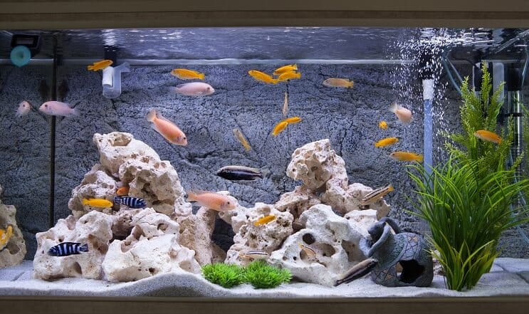 Cichlids σε ένα ενυδρείο