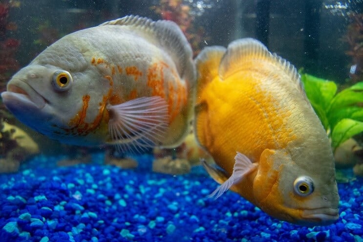Cichlids που κολυμπούν σε ένα ενυδρείο
