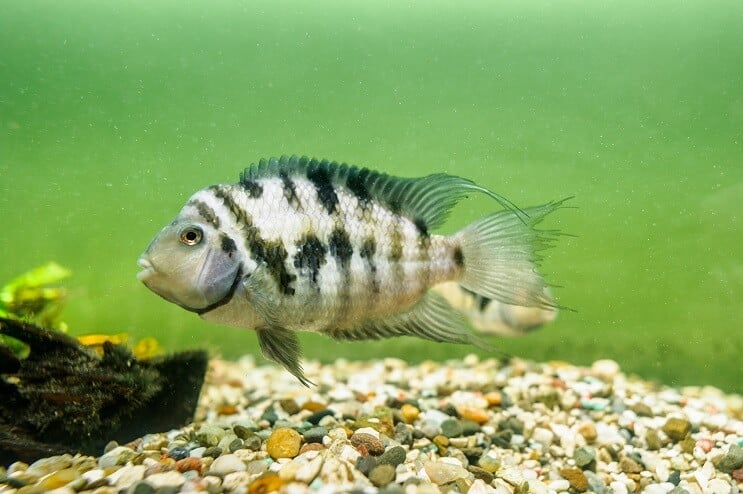 Καταδικάστε το cichlid