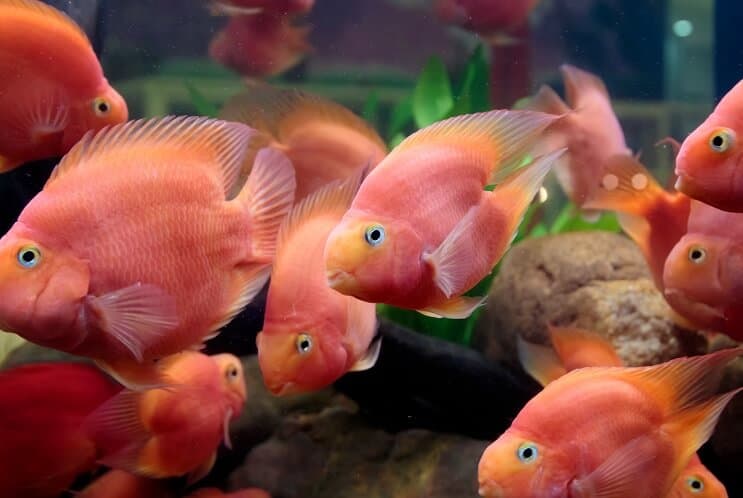 Διατροφή παπαγάλου αίματος Cichlid