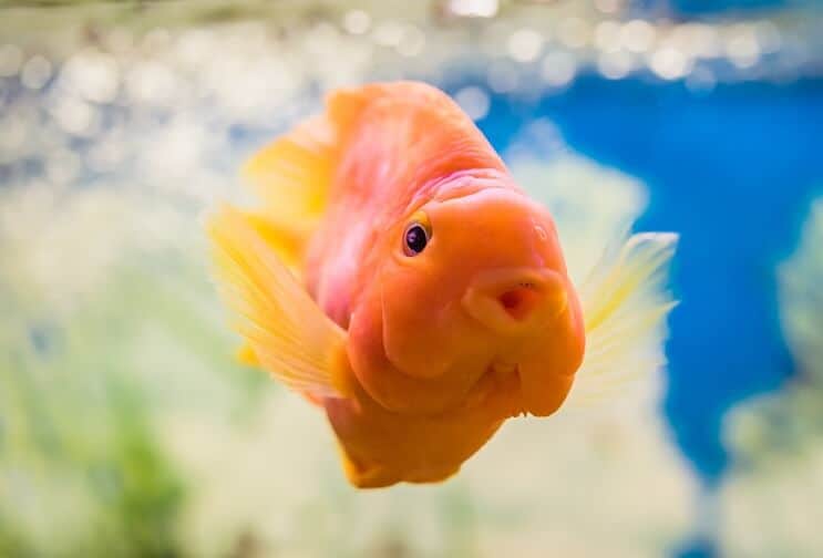 Παπαγάλος Cichlid