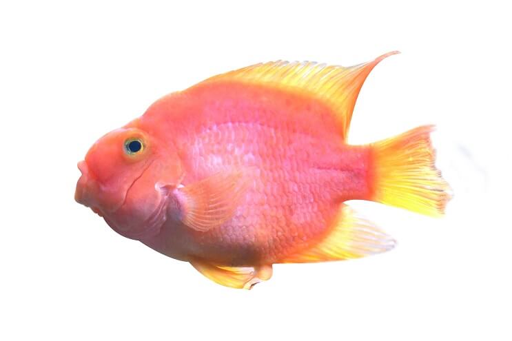 Εμφάνιση παπαγάλου αίματος Cichlid