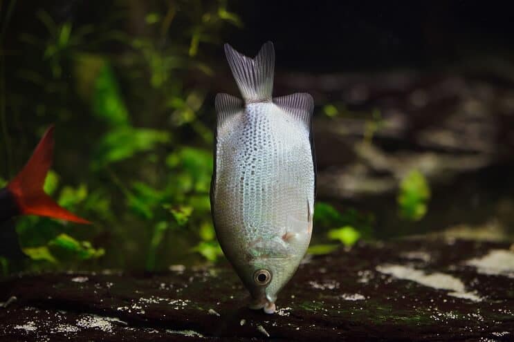 Φιλώντας το Gourami Habitat