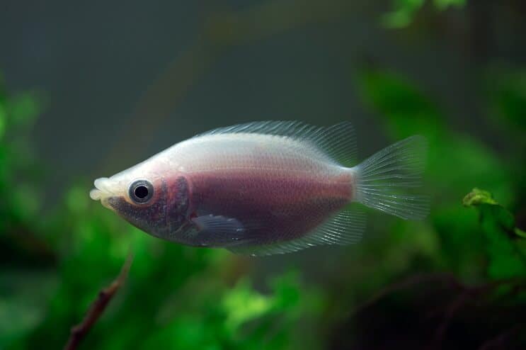Φιλιά Gourami Tank Mates