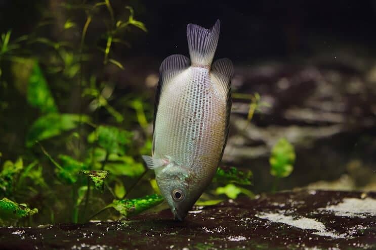 Φιλιά Gourami Διατροφή