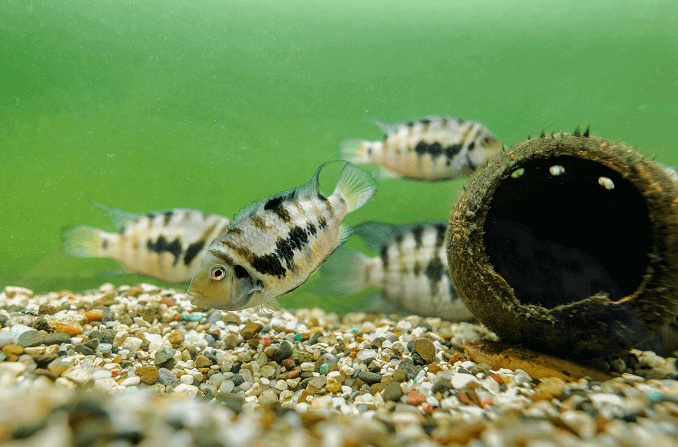 Ομάδα καταδικασμένου Cichlid