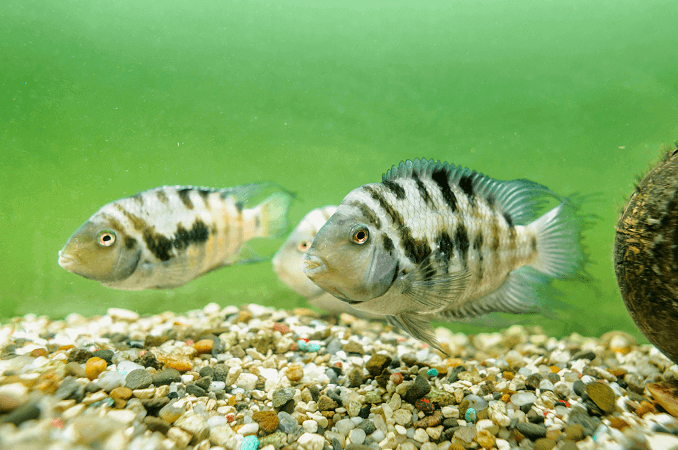 Άνδρας και γυναίκα κατάδικος Cichlid