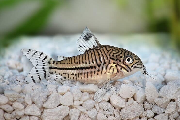 Επισκόπηση Cory Catfish