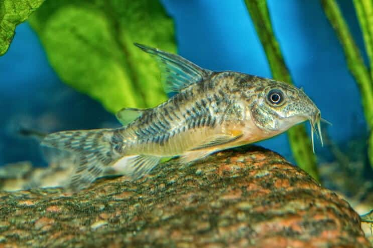 Εμφάνιση Cory Catfish