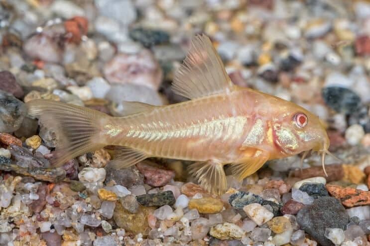 Γατόψαρο Albino Cory