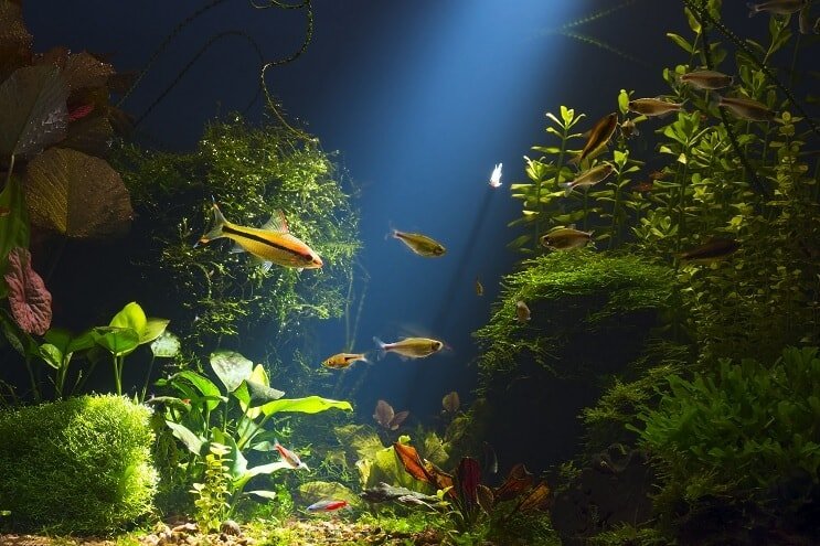 Βιότοπος Cory Catfish