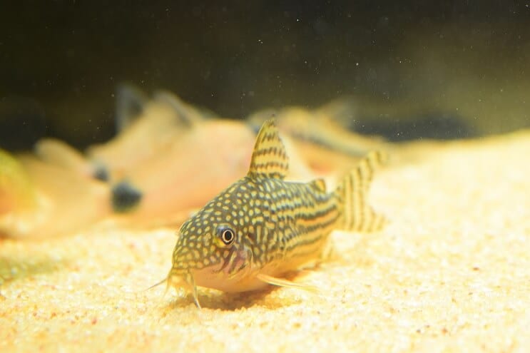 Cory γατόψαρο