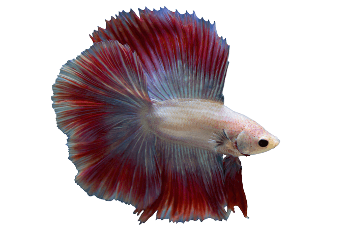 Απαιτήσεις δεξαμενής Betta