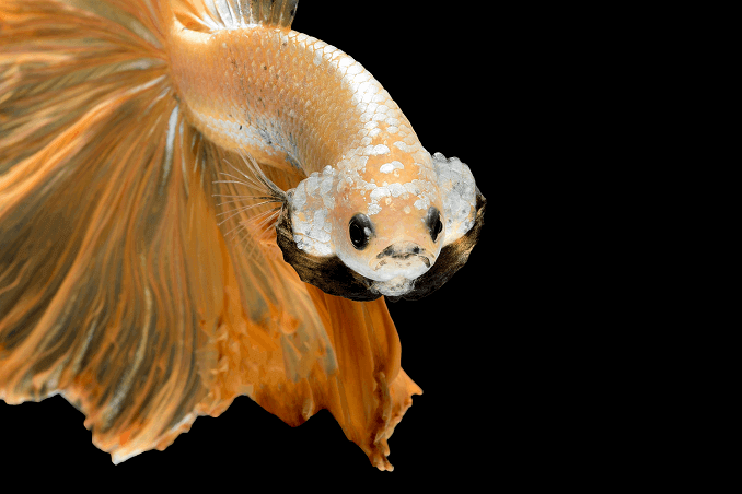 Εμφάνιση Crowntail Betta