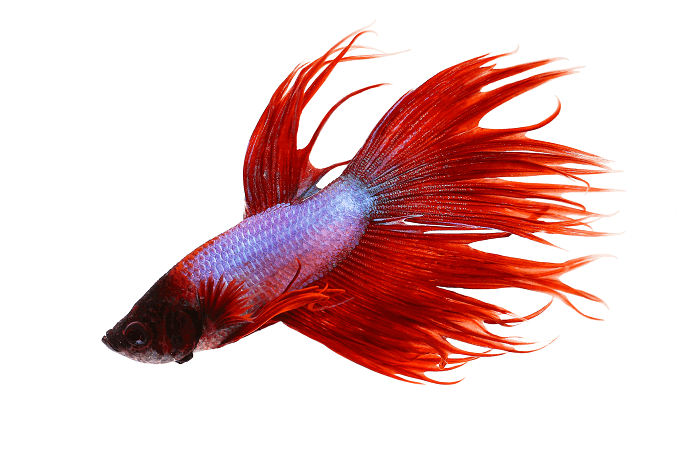 Συμπεριφορά Crowntail Betta