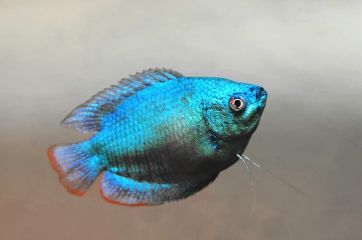 Εμφάνιση νάνος Gourami